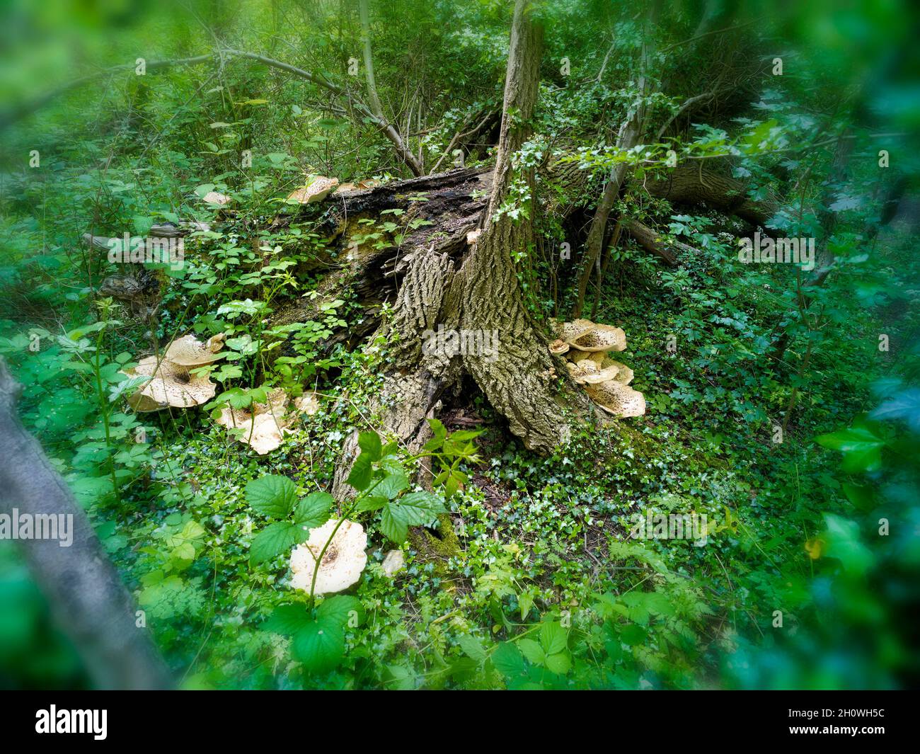 Cerioporus squamosus, Polyporus squamosus, basidiomycete, staffa fungo, in più ampio palliativo bosco impostazione. Foto Stock