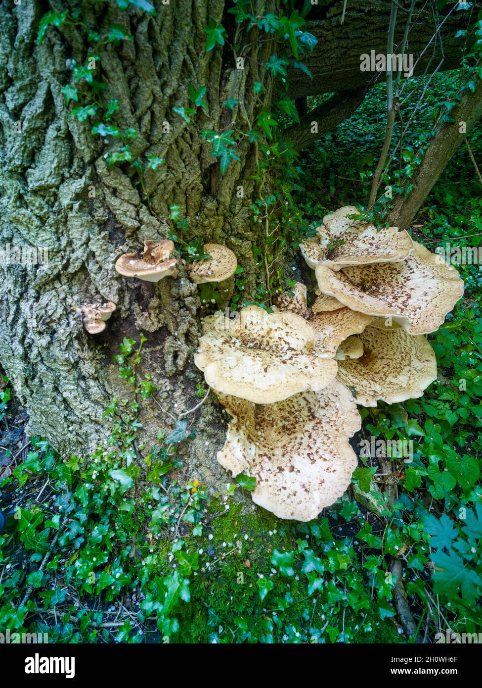 Cerioporus squamosus, Polyporus squamosus, basidiomycete, staffa fungo, in più ampio palliativo bosco impostazione. Foto Stock