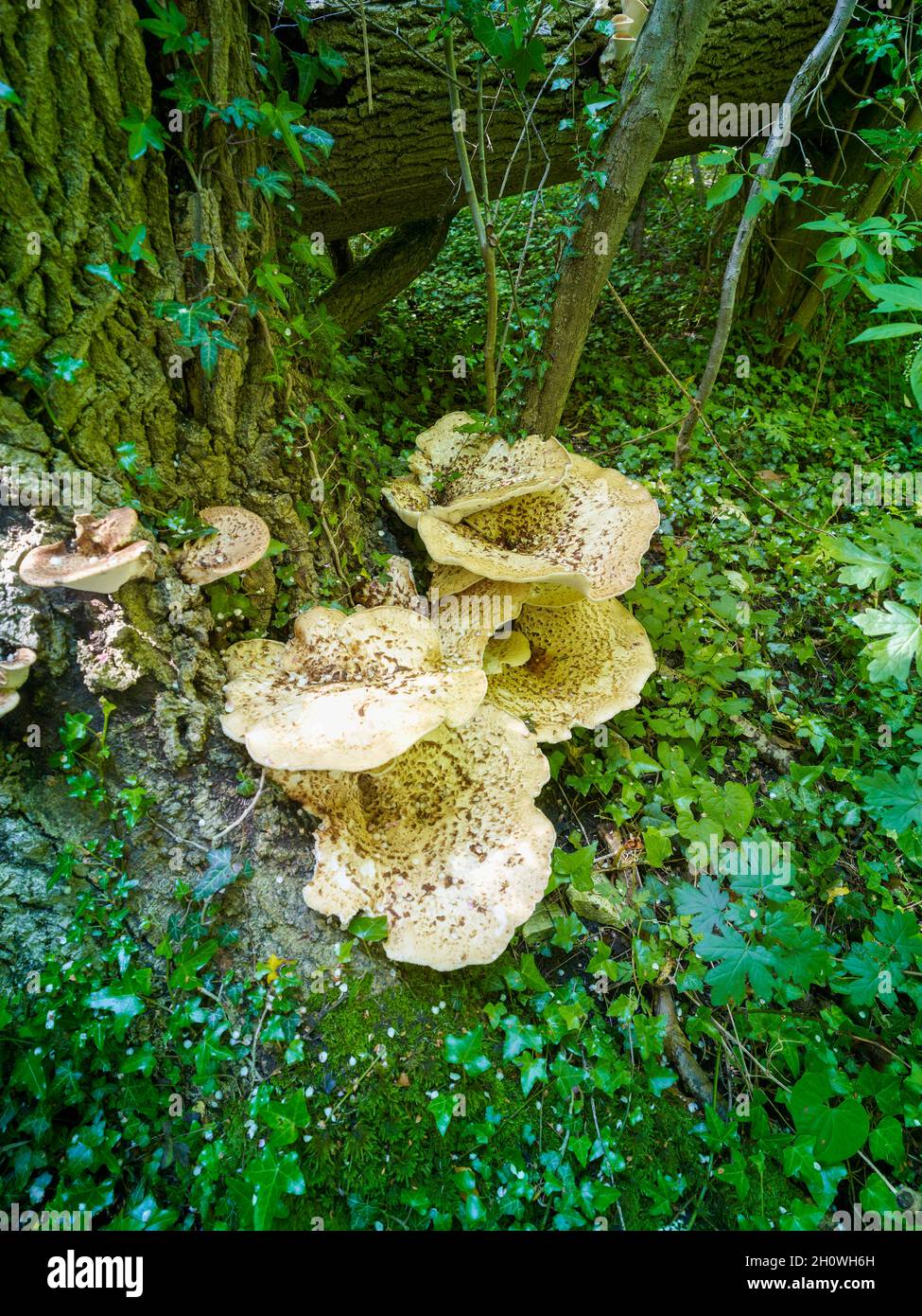 Cerioporus squamosus, Polyporus squamosus, basidiomycete, staffa fungo, in più ampio palliativo bosco impostazione. Foto Stock