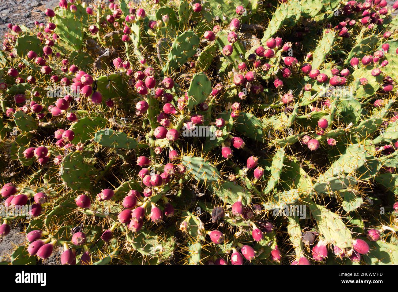 Opuntia dillenii cactus a Tenerife Foto Stock