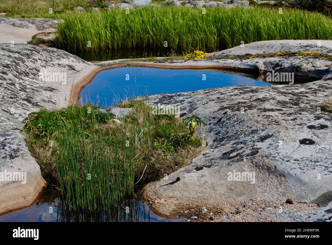 Piccolo stagno sull'isola nell'arcipelago di Fjällbacka sulla costa