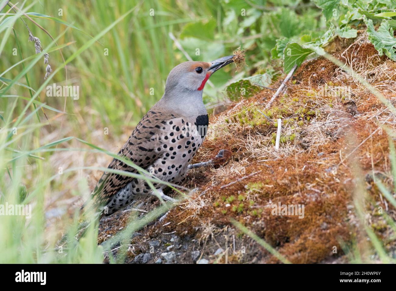 Un maschio Northern Flicker scava via il muschio da una collina formica mentre foraggia insetti a terra in un parco a Redmond, Washington. Foto Stock