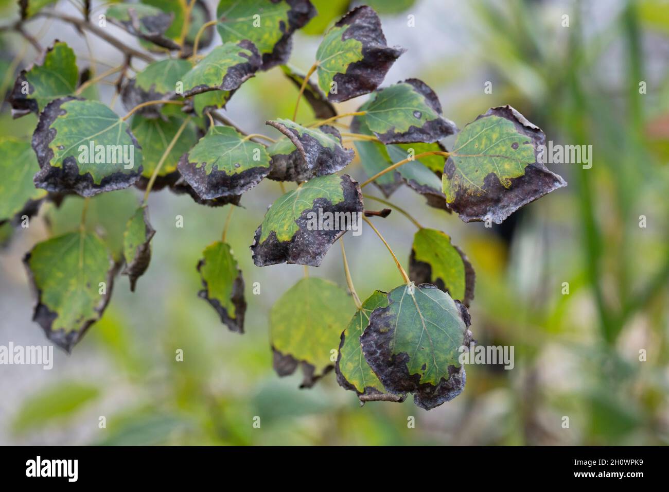 Tossicità del sodio e del cloruro nelle foglie Foto Stock