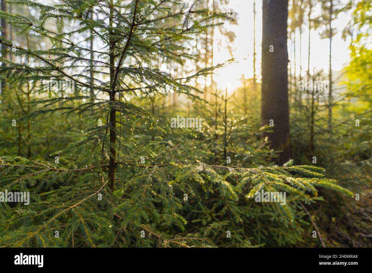 La rugiada cade in una foresta in una mattinata di nebbia nei boschi, mentre il sole splende luminoso sullo sfondo del momento autunnale. Foto Stock
