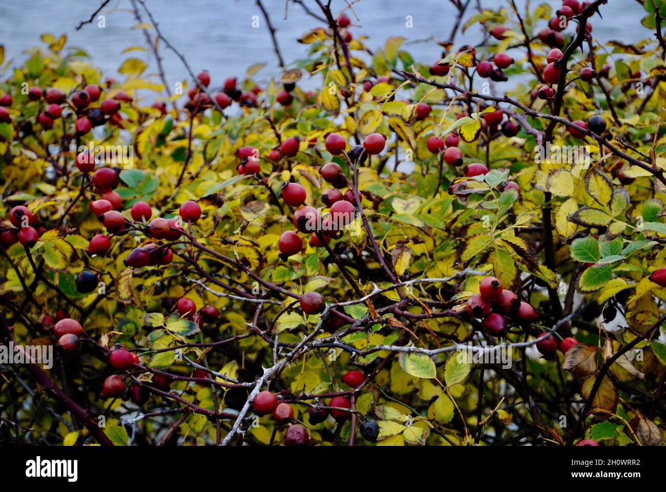 Fine autunno vegetazione su un'isola nell'arcipelago di Fjällbacka al di fuori del villaggio di Fjällbacka Foto Stock