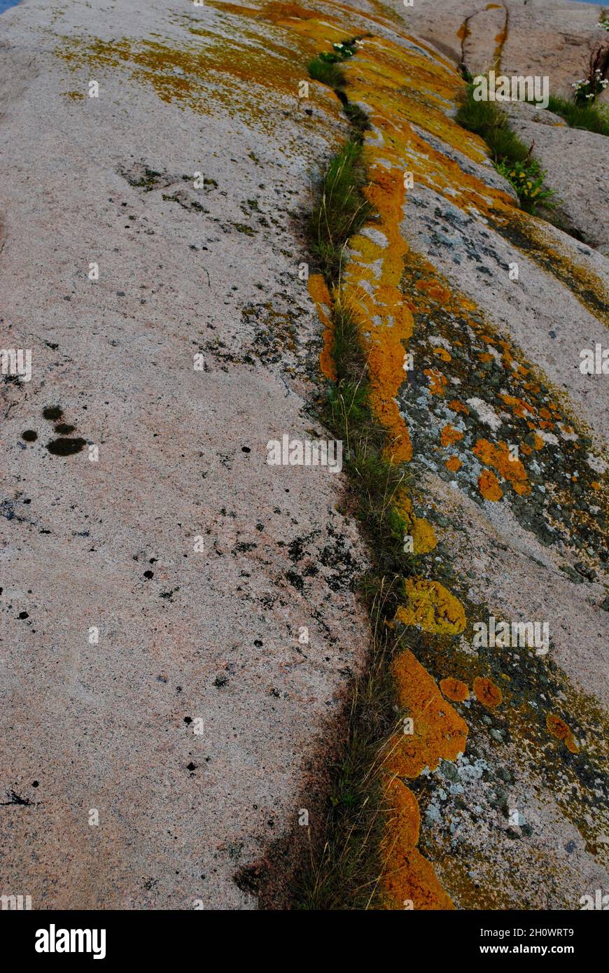 Muschio giallo sulle formazioni rocciose di un'isola dell'arcipelago di Fjällbacka, sulla costa occidentale della Svezia Foto Stock