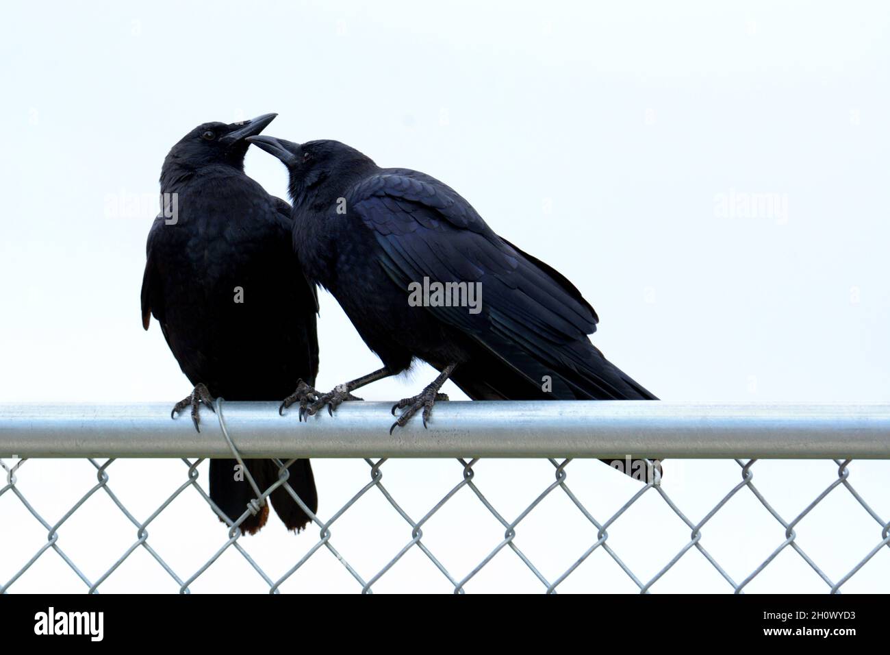 L'uccello americano del corvo che grooming un altro corvo mentre arroccato sul recinto della maglia della catena sul giorno di pioggia overcast Foto Stock