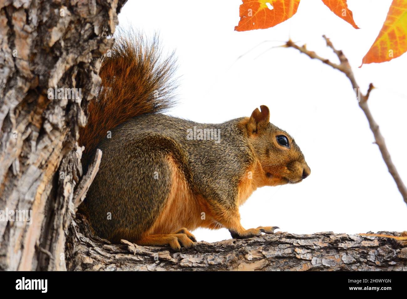 Volpe scoiattolo seduto su ramo d'albero con foglie d'autunno rosso dorato il giorno coperto Foto Stock