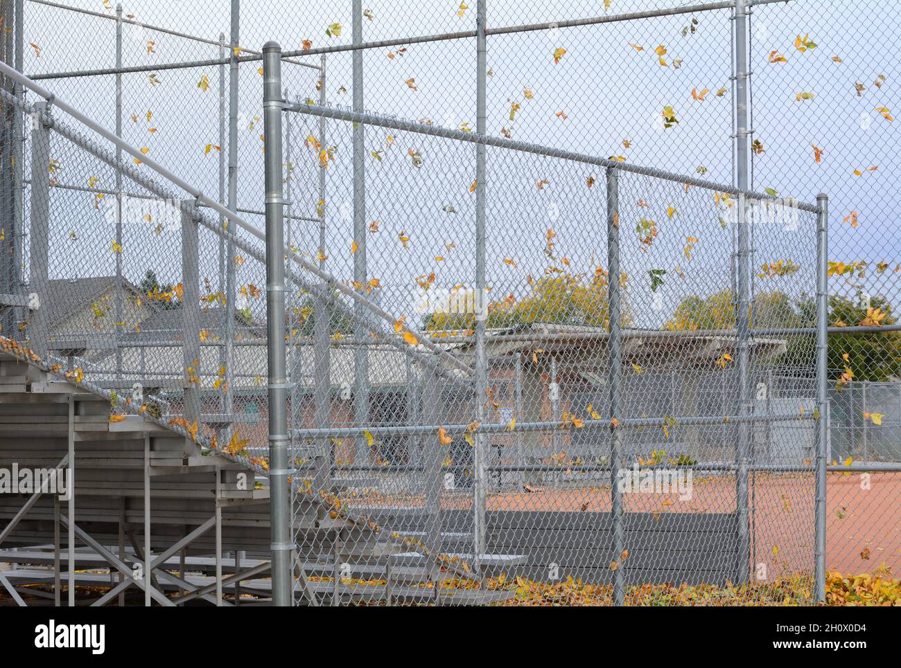 Autunno foglie d'autunno dorato soffiato contro la catena di maglia recinto del campo di baseball e softball nel Wheat Ridge Prospect Park in Colorado Foto Stock