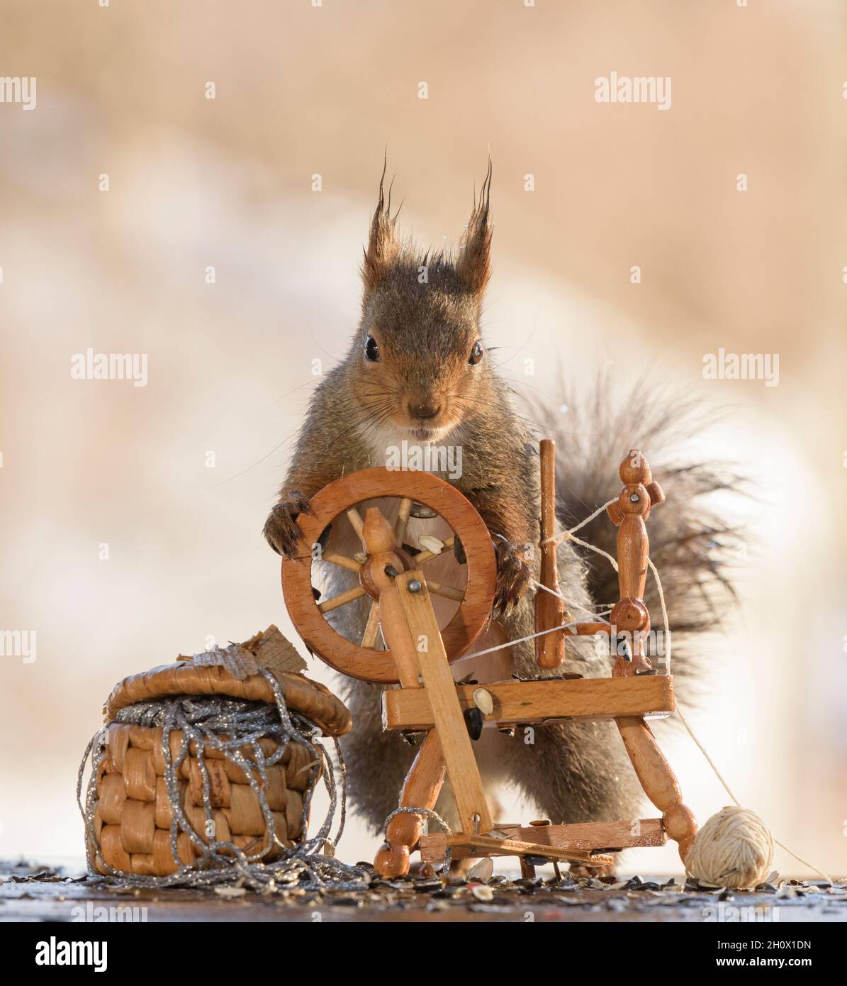 lo scoiattolo rosso è in piedi con una ruota che gira sotto la pioggia Foto Stock