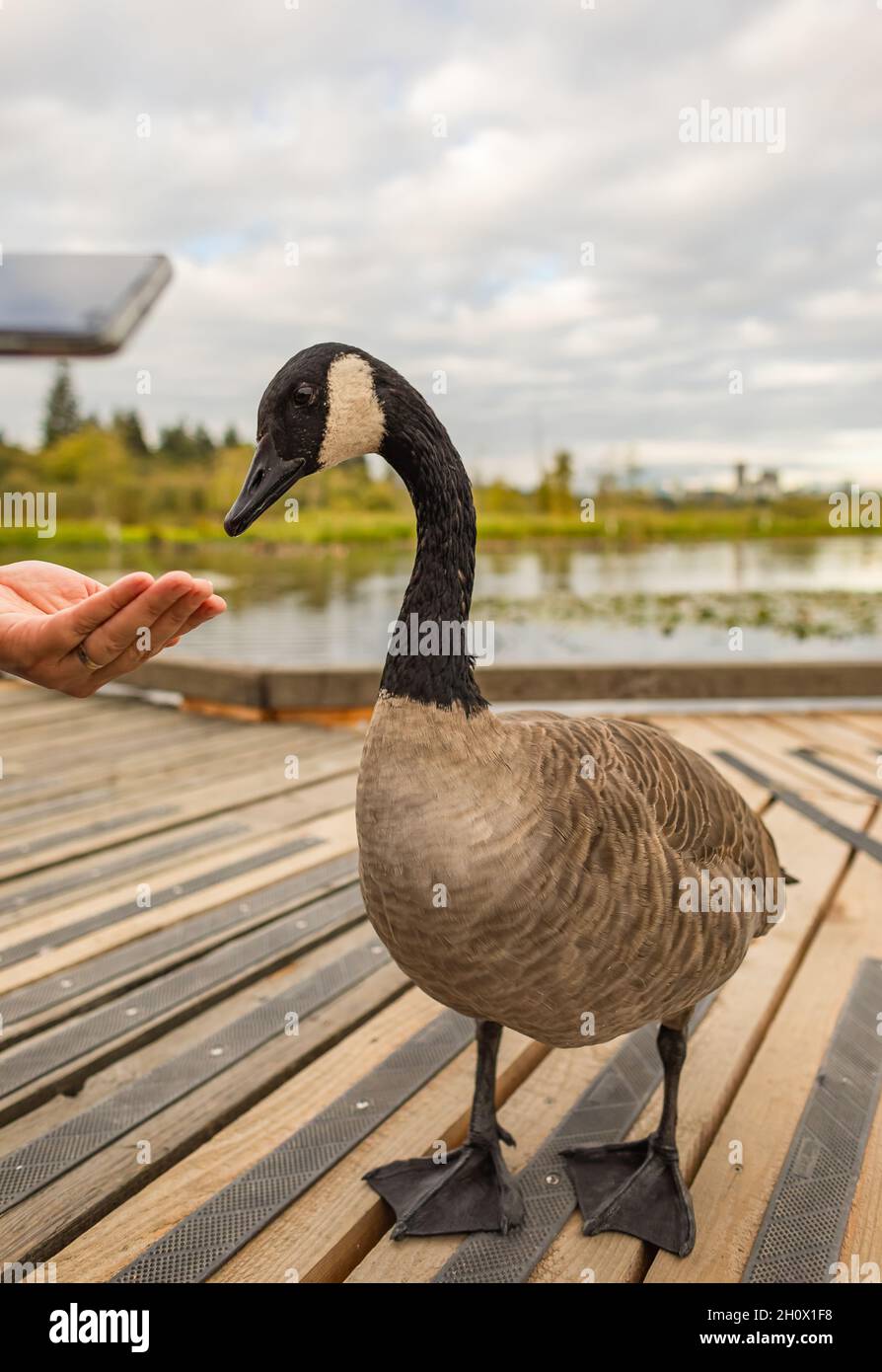 Una donna che alimenta un'oca canadese nel parco. L'oca canadese mangia a mano. Santuario degli uccelli, vista sulla strada, foto di viaggio. Foto Stock