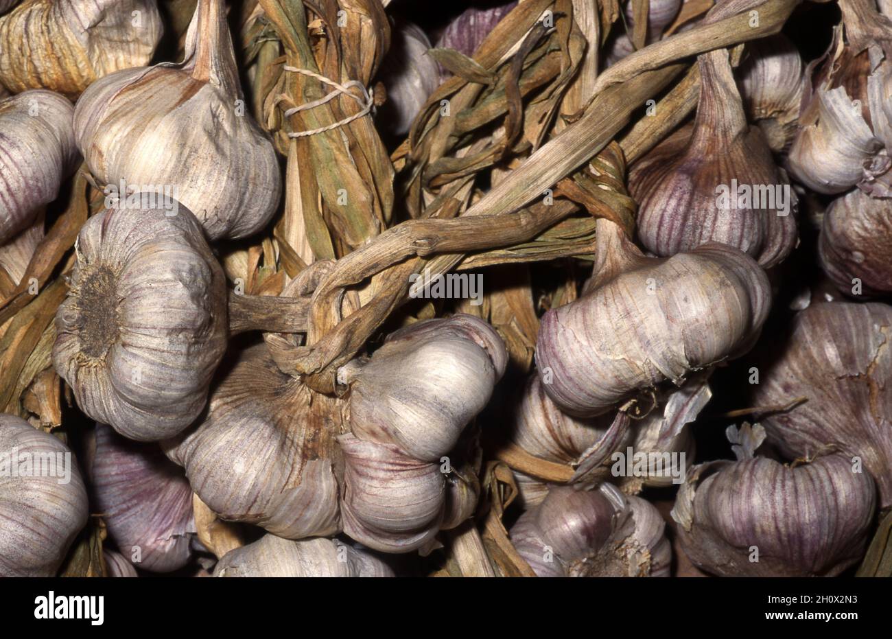 BULBI D'AGLIO APPENA RACCOLTI (ALLIUM SATIVUM) IN TRECCE Foto Stock