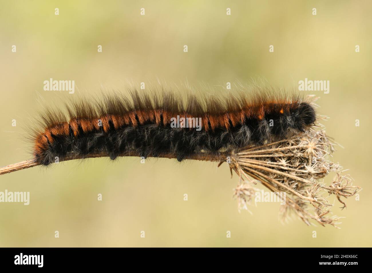 Un bruco Fox Moth, Macrothylacia rubi, che striscia su una pianta in un prato. Foto Stock