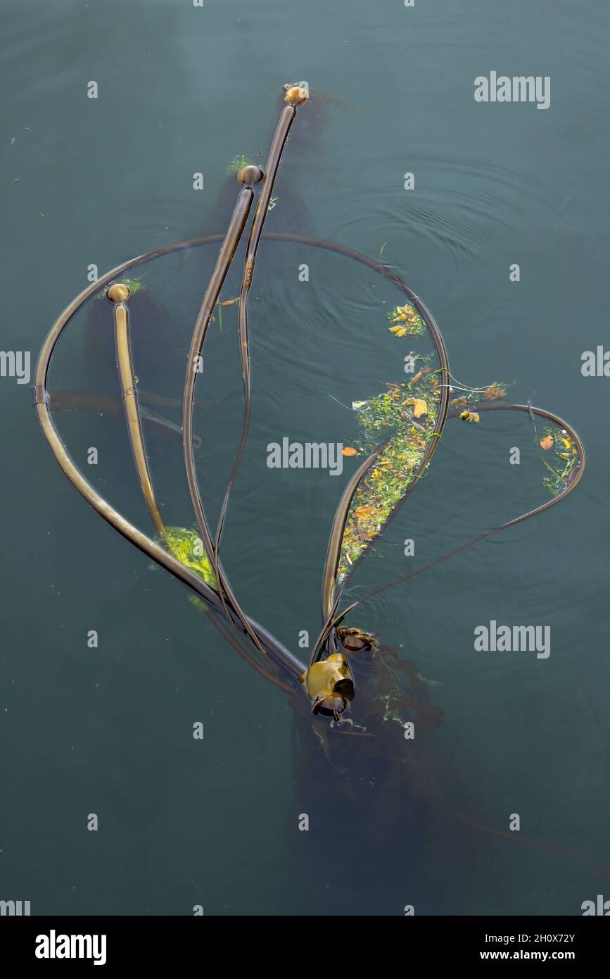 Modelli astratti di Bullwhip Kelp - Port Hardy - Vancouver Island, British Columbia, Canada Foto Stock