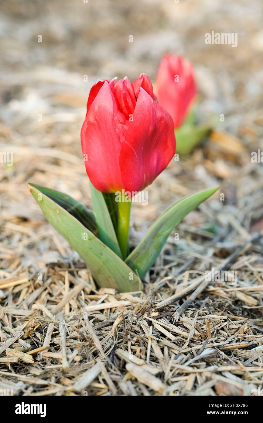 Tulipa undulatifolia, Tulipa eichleri, Wild Tulip. Singolo fiore rosso in primavera Foto Stock