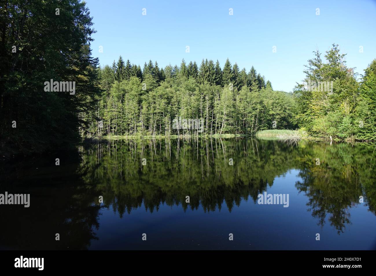 WOG (piccolo lago) con riflessi a fine estate vicino Fischbach, Dahn Germania Foto Stock