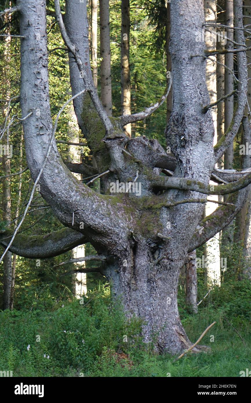 Albero con un sacco di biforcazioni, Ludwigswinkel, Fischbach, Germania Foto Stock