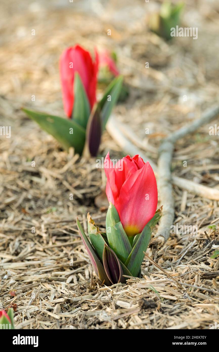 Tulipa undulatifolia, Tulipa eichleri, Wild Tulip. Singolo fiore rosso in primavera Foto Stock