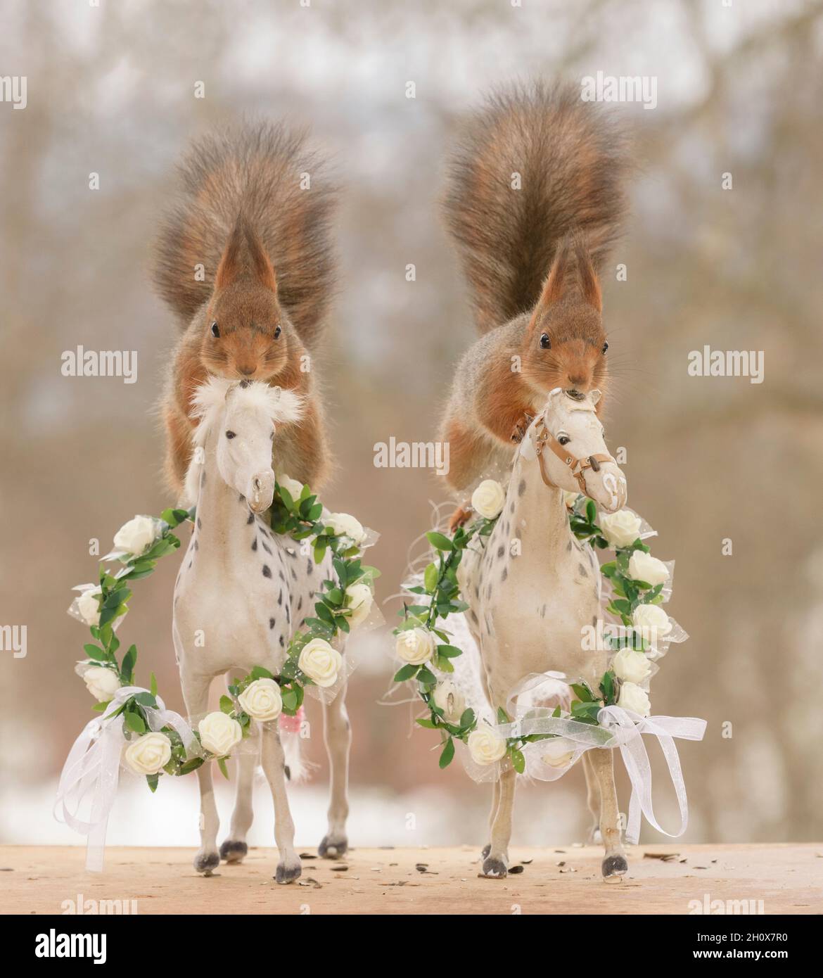 gli scoiattoli rossi sono in piedi sui cavalli Foto Stock