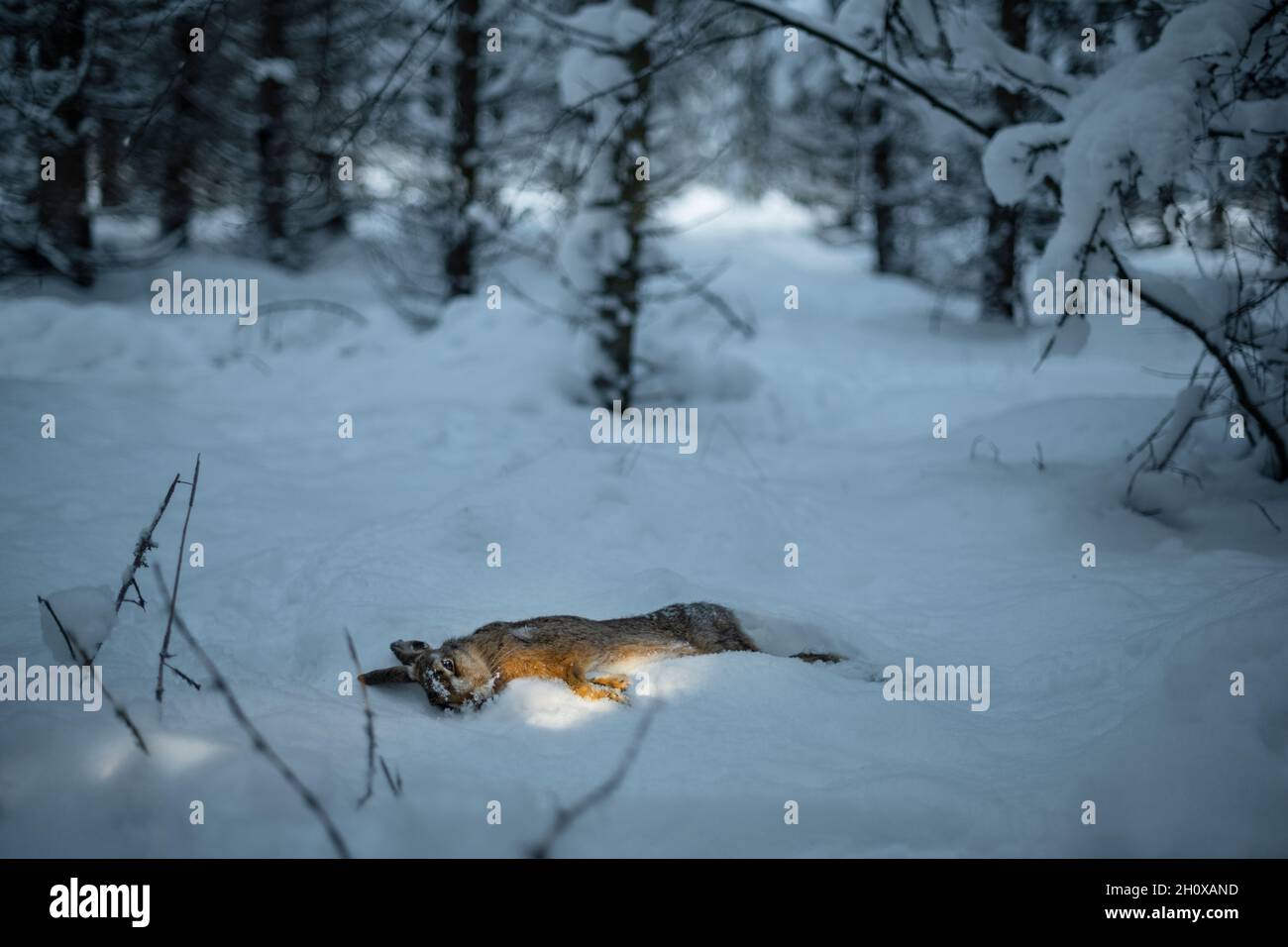 Lepre morto sulla neve Foto Stock