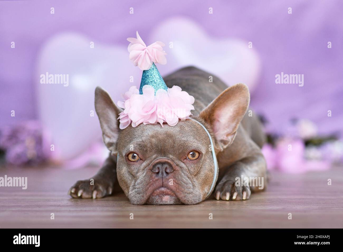 Carino cane Bulldog francese con parte cappello di compleanno di fronte a blurry pastello viola sfondo viola Foto Stock