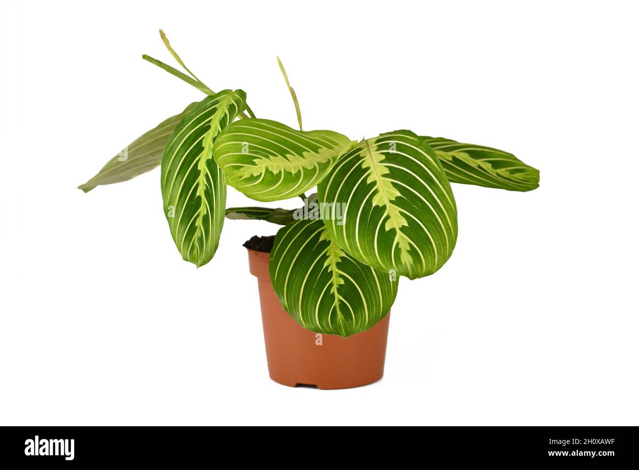 Houseplant esotico 'Maranta Leuconeura Limone' in vaso di fiori isolato su sfondo bianco Foto Stock