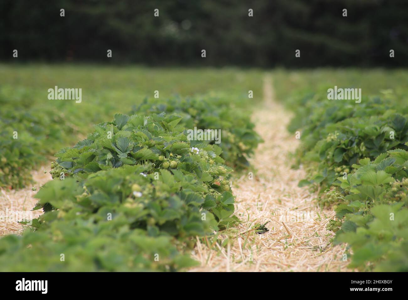 Un cespuglio di fragole con frutta matura e verde in giardino. Foto Stock