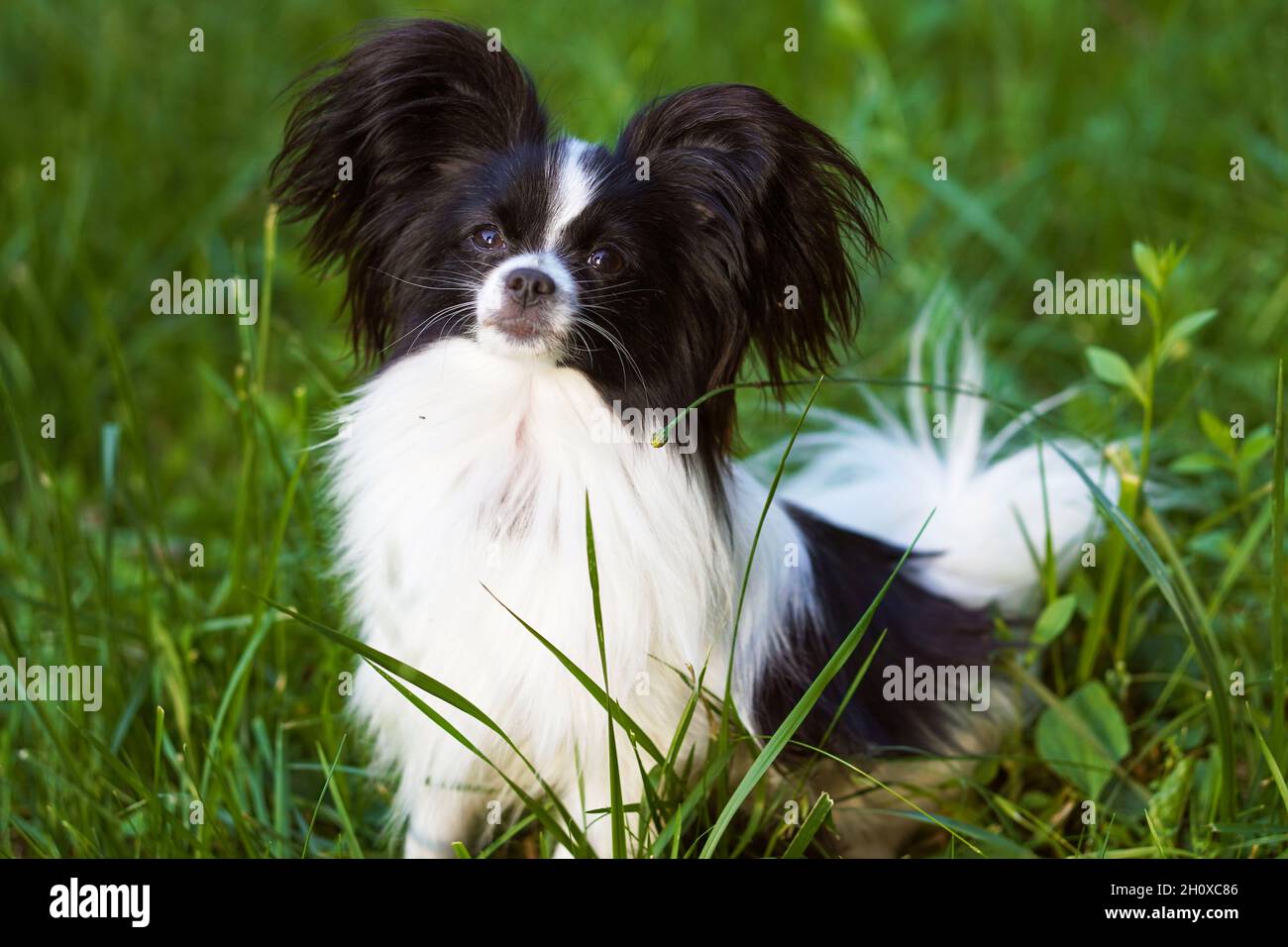 Il cane Papillon, il Continental Toy Spaniel. Animali domestici. Cane purebred. Tramonto. Spazio di copia. Foto Stock