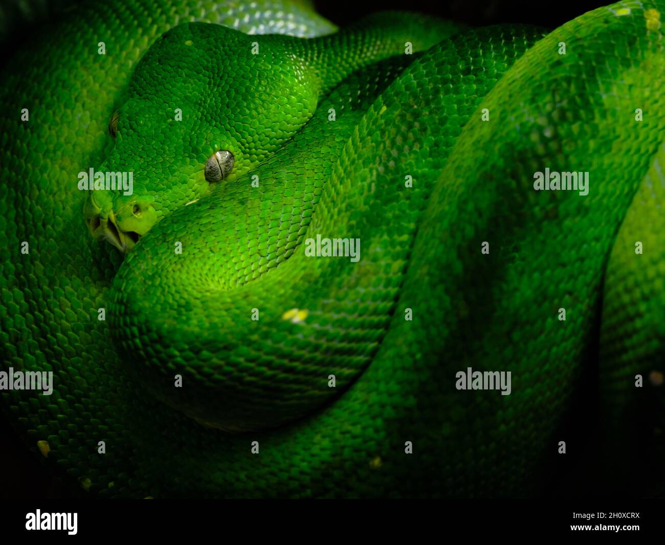 Primo piano di un pitone verde avvolto nell'oscurità, che mostra scaglie vivide, corpo mimetizzato e dettagli esotici dei rettili. Foto Stock