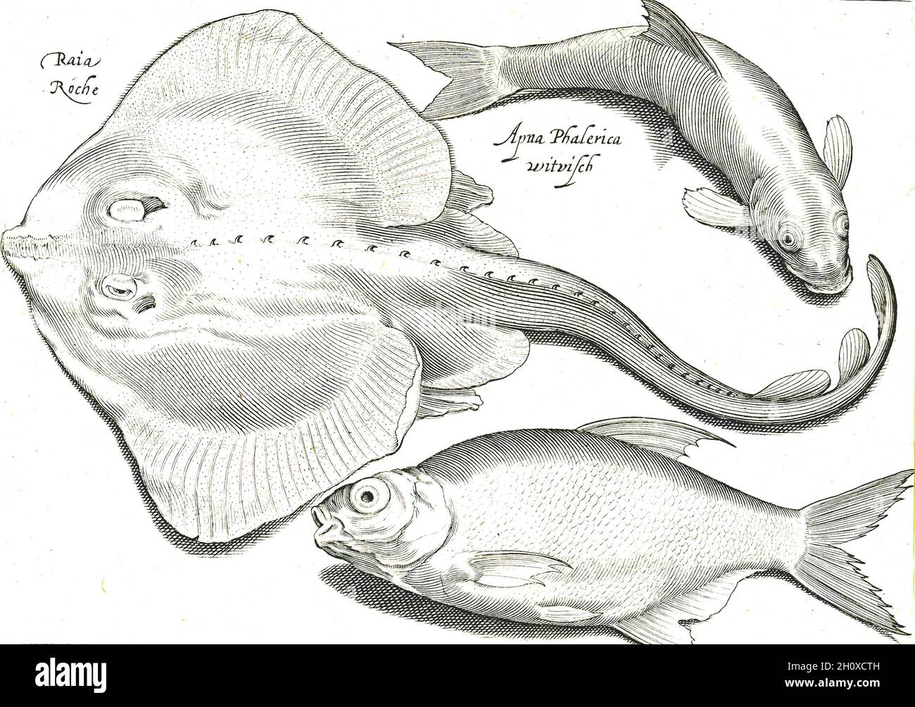 Nicolaes de Bruyn - Ray, Bream e Whitefish Foto Stock
