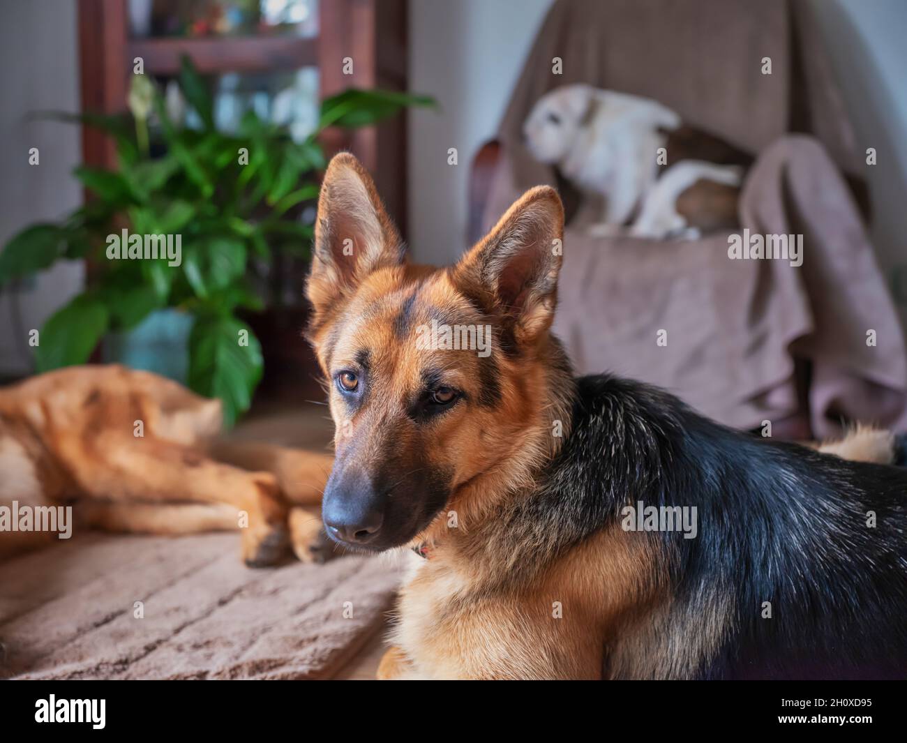 Il pastore tedesco guarda la macchina fotografica, sullo sfondo 2 cani, parte di un cane che si illumina pigramente. Vecchio bulldog inglese, fuori fuoco, dormire su un chai Foto Stock