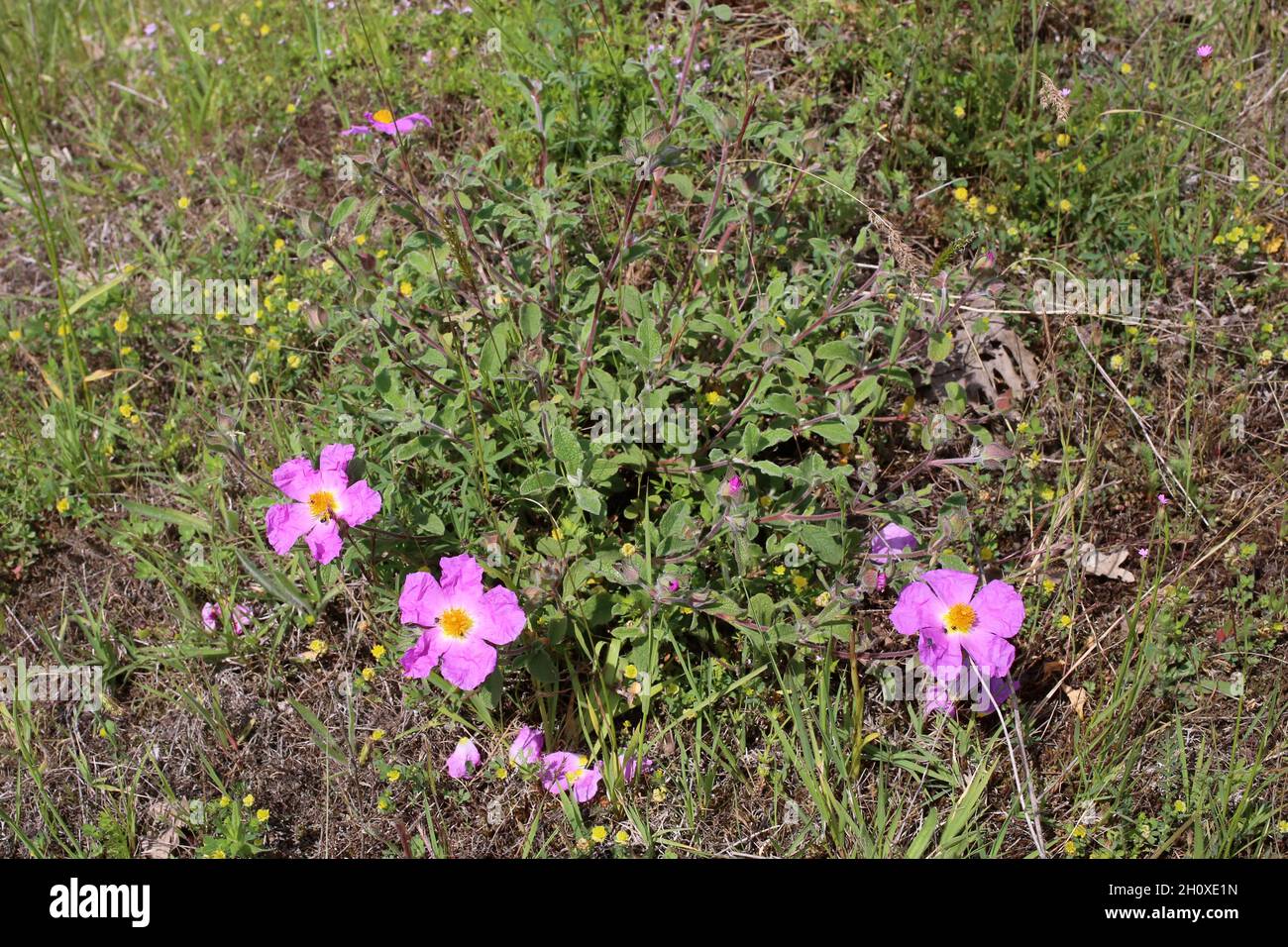 Cistus incanus, Cistus creticus, Cistaceae. Piante selvatiche sparate in estate. Foto Stock