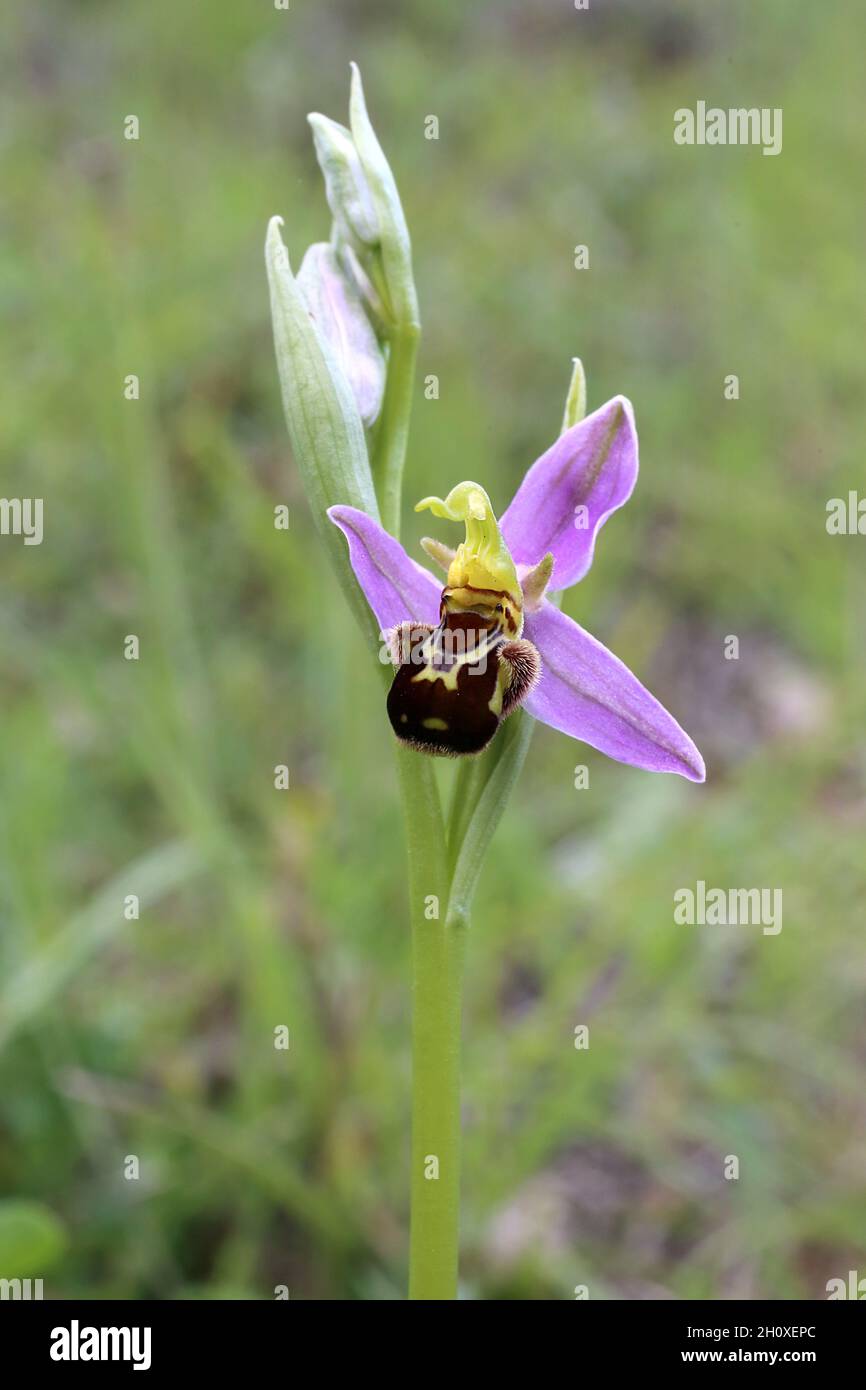 Apifera di Ophrys, Orchidaceae. Piante selvatiche sparate in estate. Foto Stock