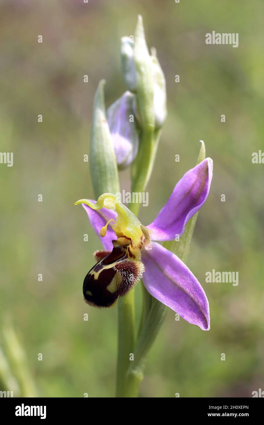 Apifera di Ophrys, Orchidaceae. Piante selvatiche sparate in estate. Foto Stock