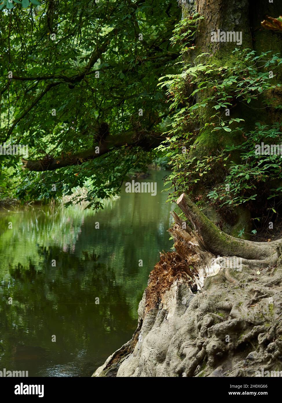 Una vista tranquilla, ombreggiata da oltre un fiume, che prende le radici gardate, un ceppo rotto e albero maturo e ancora, acque glassose che riflettono il verde Foto Stock
