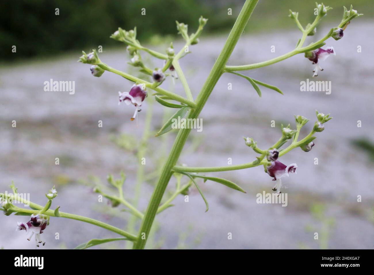 Scrophularia canina, pianta selvaggia sparata in estate. Foto Stock