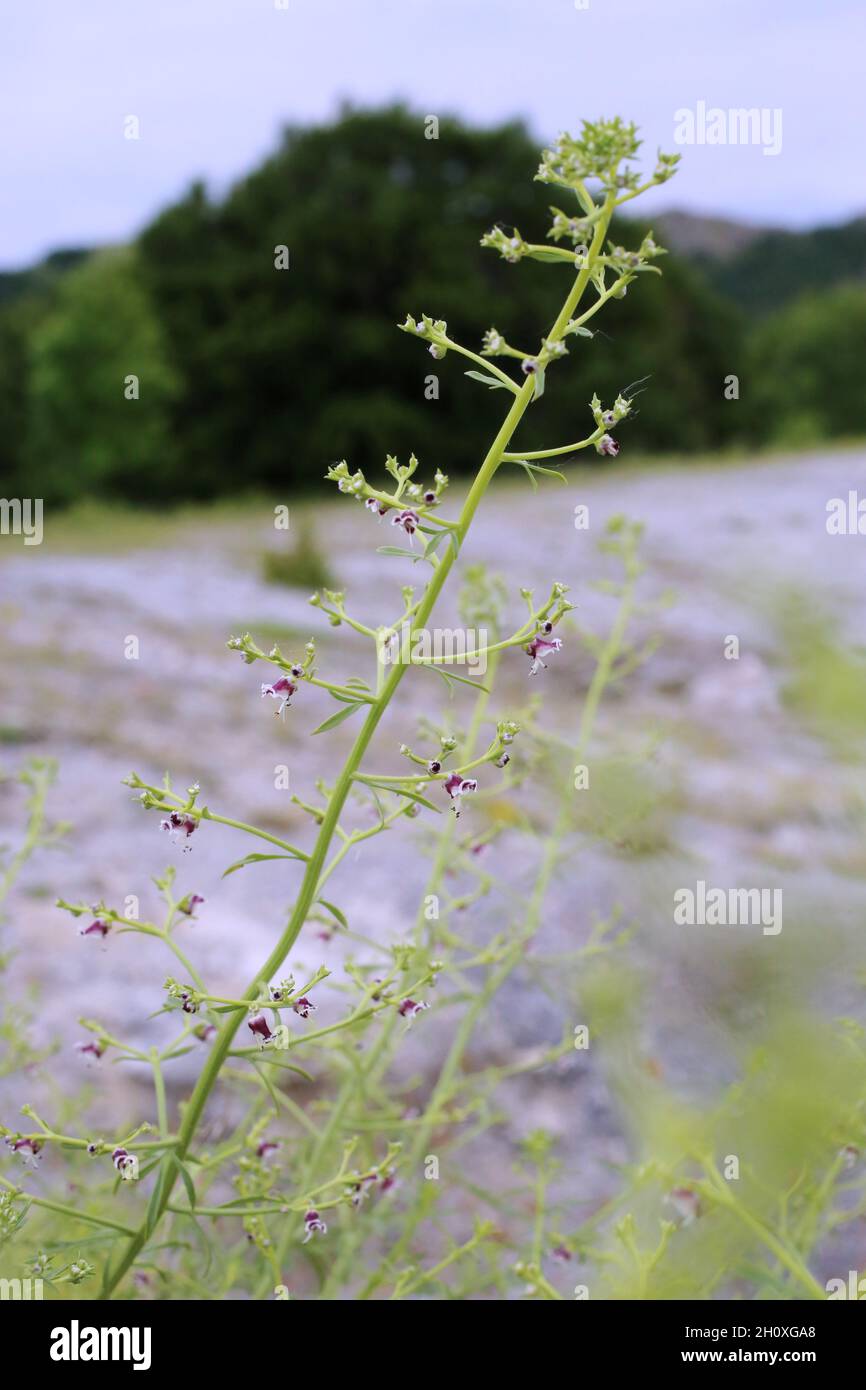 Scrophularia canina, pianta selvaggia sparata in estate. Foto Stock