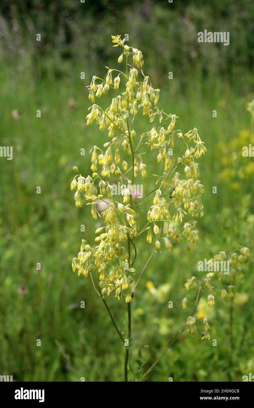 Thalictrum meno, Ranunculaceae. Piante selvatiche sparate in estate. Foto Stock