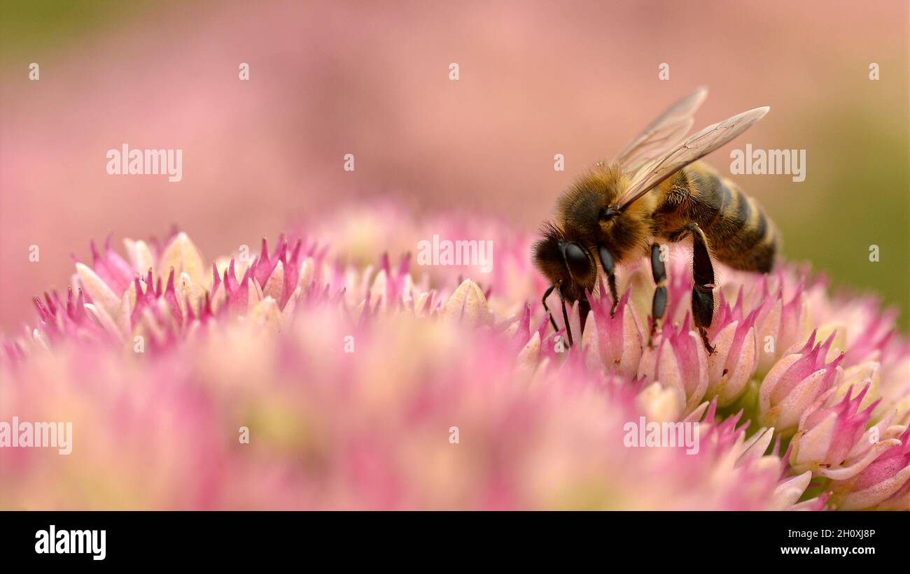 Macro di api da miele (API) che si nutrono di sedum fiore visto dal profilo in Francia Foto Stock
