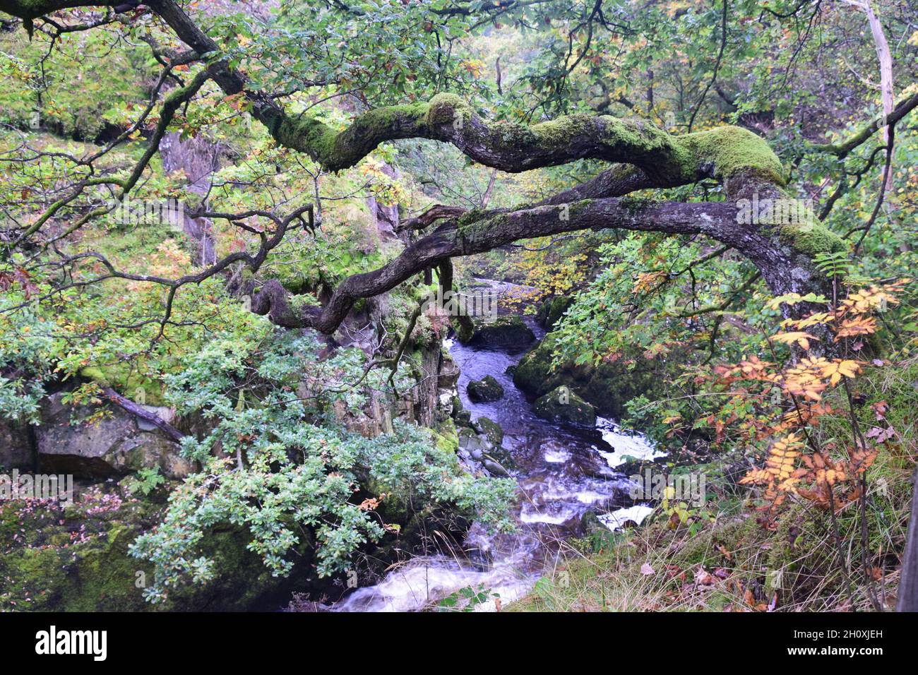 Antica valle boscosa del fiume dove Foto Stock