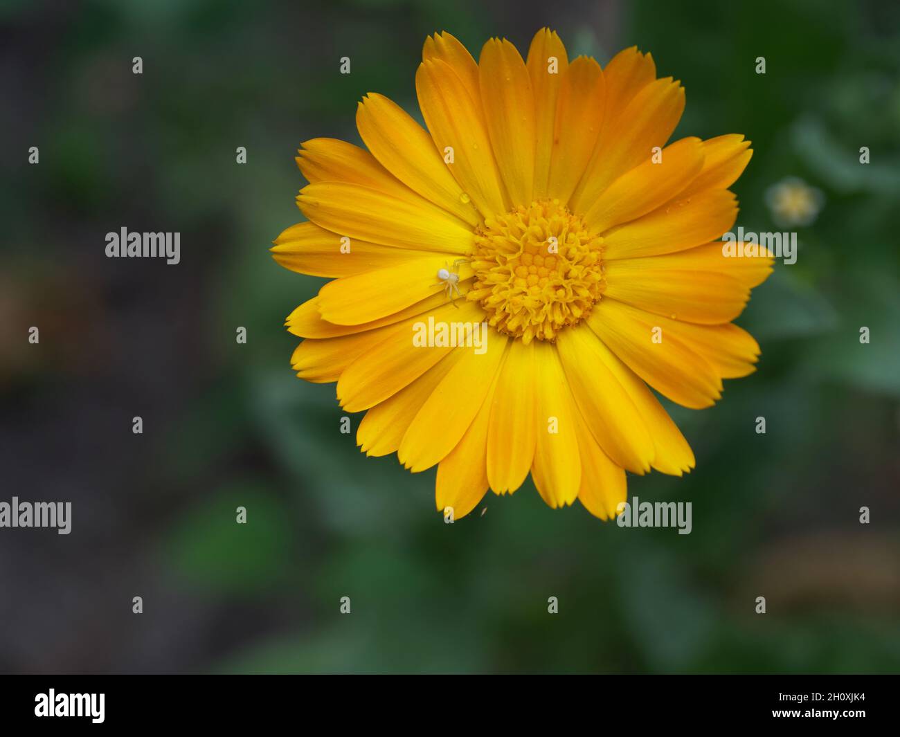 Ragno arancione brillante immagini e fotografie stock ad alta ...