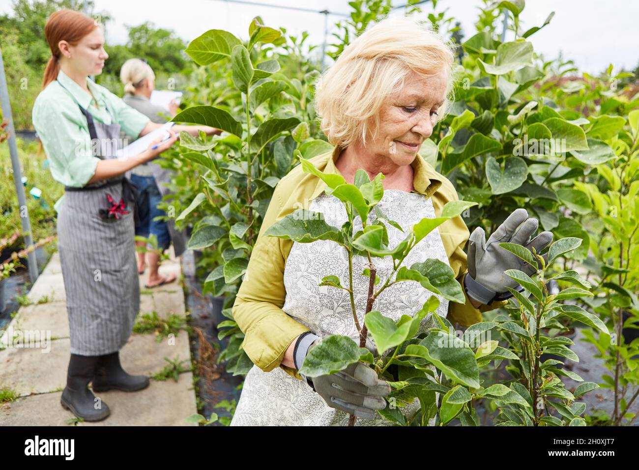 Donne giardinieri squadra controlla la crescita delle piante in vivaio piantagione Foto Stock