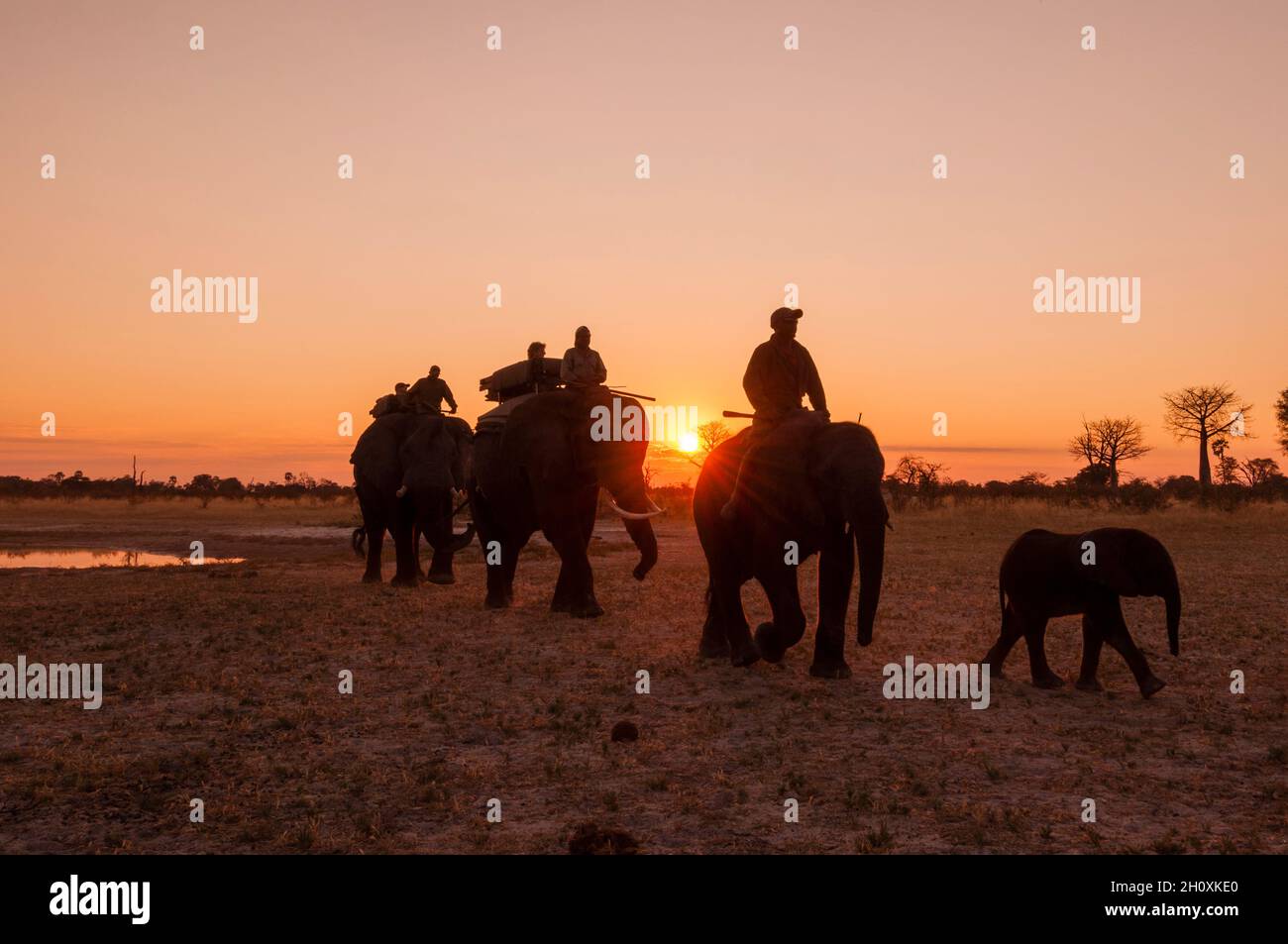 Safari-Goers cavalcare elefanti africani di nuovo al campo al tramonto. Abu Camp, Delta Okavango, Botswana. Foto Stock