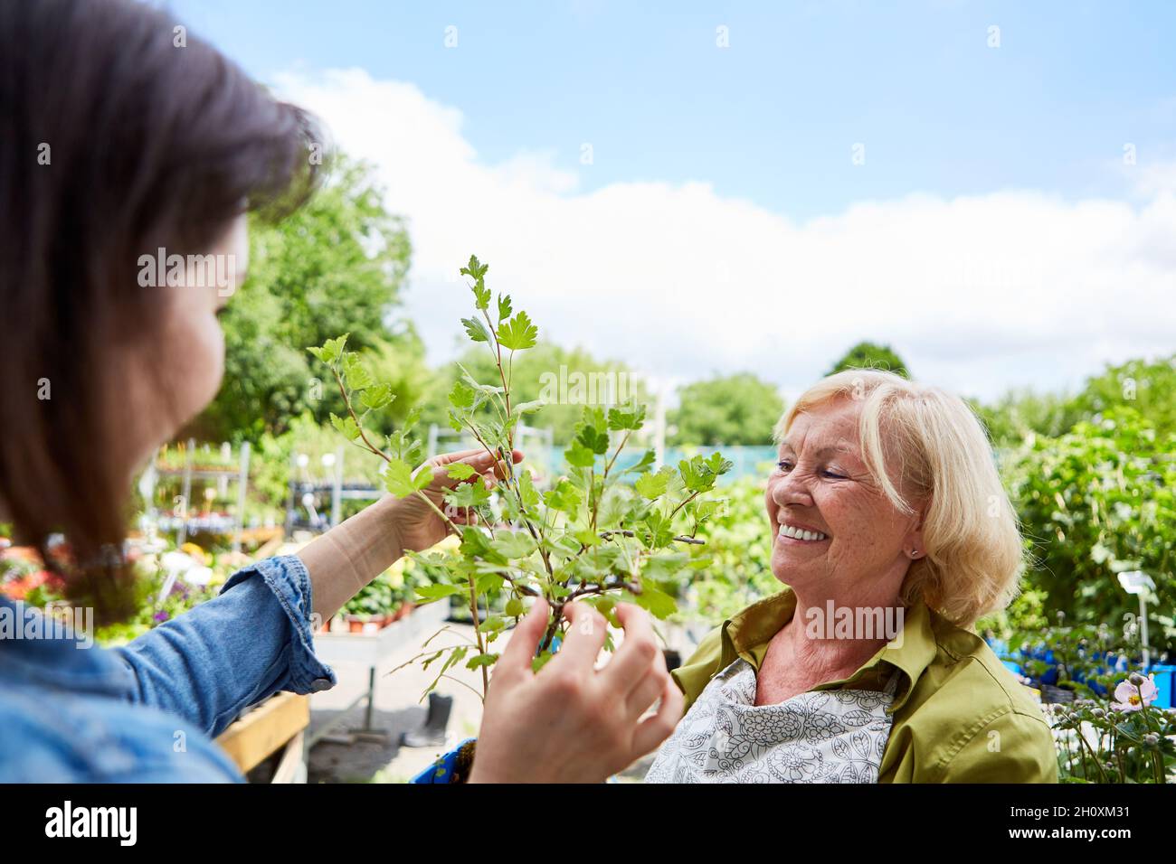 Giardiniere come venditore e cliente quando sceglie le piante nel centro del giardino Foto Stock