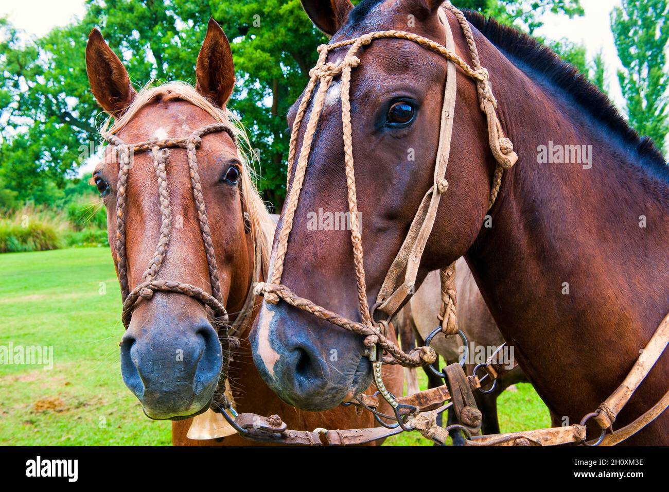Gruppo di cavalli, San Antonio de Areco, Provincia di Buenos Aires, Argentina Foto Stock