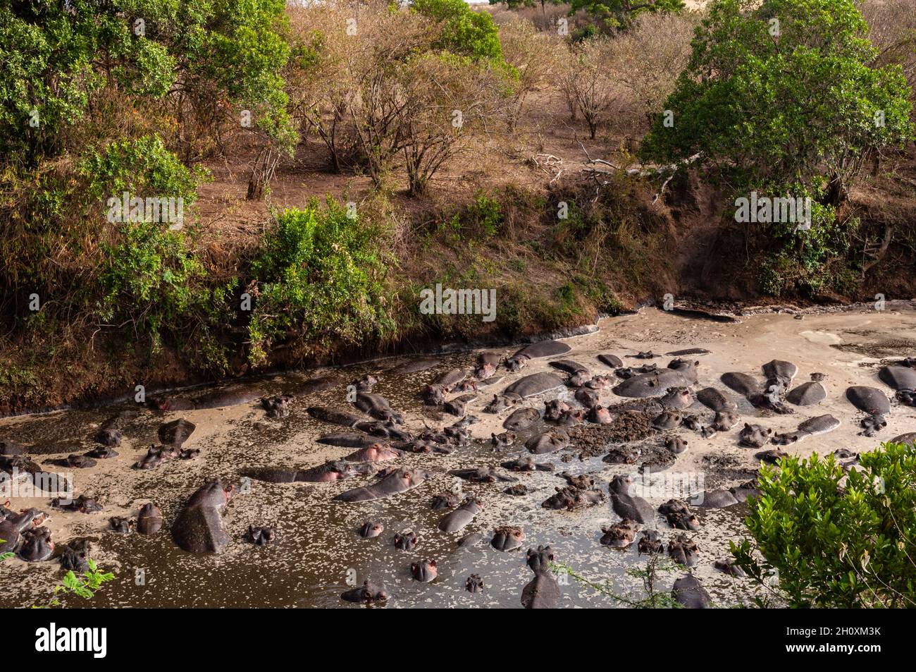 Un grande gruppo di ippopotami, l'ippopotamo anfibio, affollato nel fiume Talek. Talek River, Masai Mara National Reserve, Kenya. Foto Stock