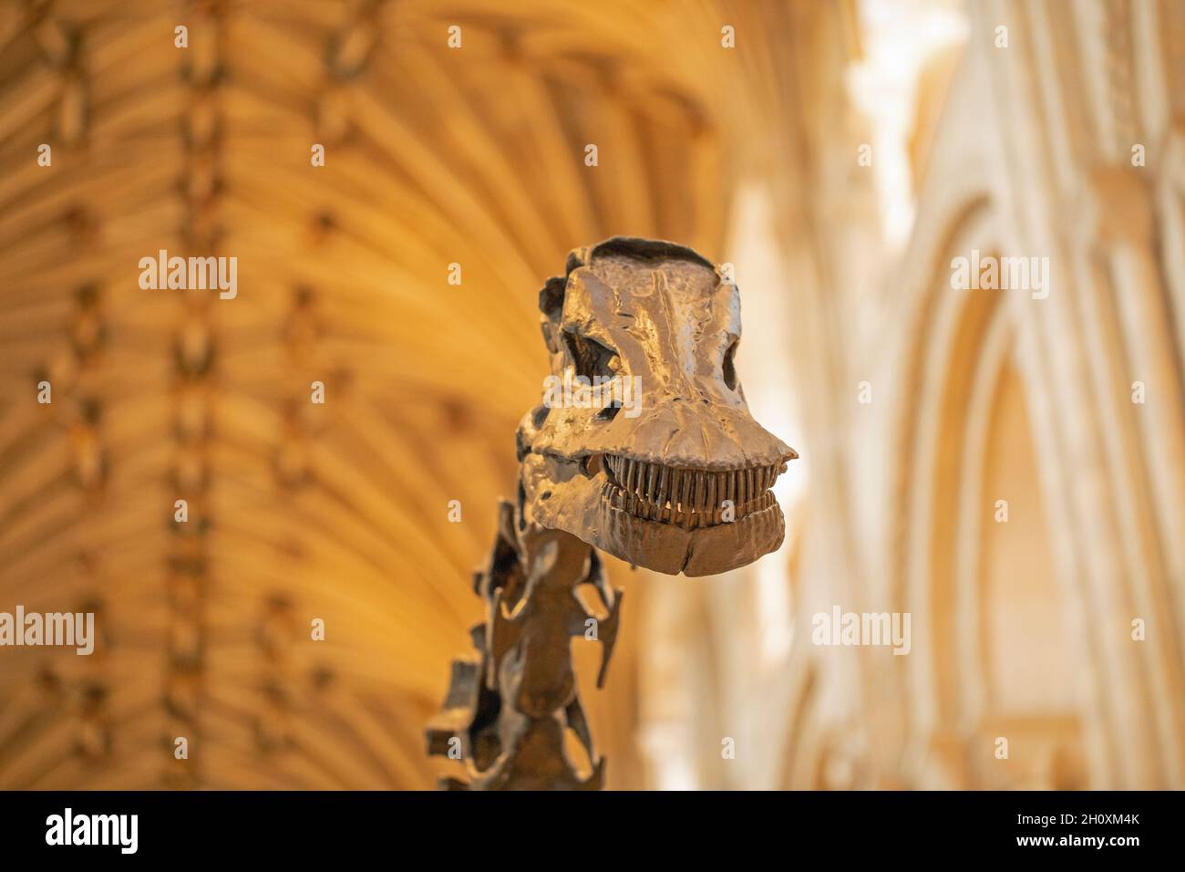 Testa e collo superiore o vertebre cervicali. "Dippy". Diplodocus carnegie, sauropode, dinosauro, rivelando pettini come denti, dentizione, abilitazione anime Foto Stock