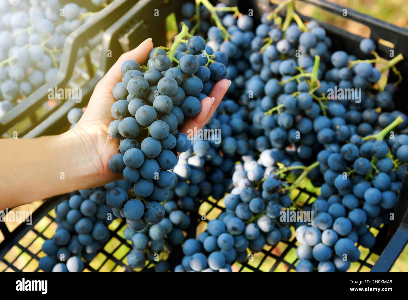 Da sopra di raccolto irriconoscibile giardiniere femmina raccogliendo fresco maturo di uve biologiche con ramoscelli verdi e mettendo in nero contenitore di plastica i Foto Stock
