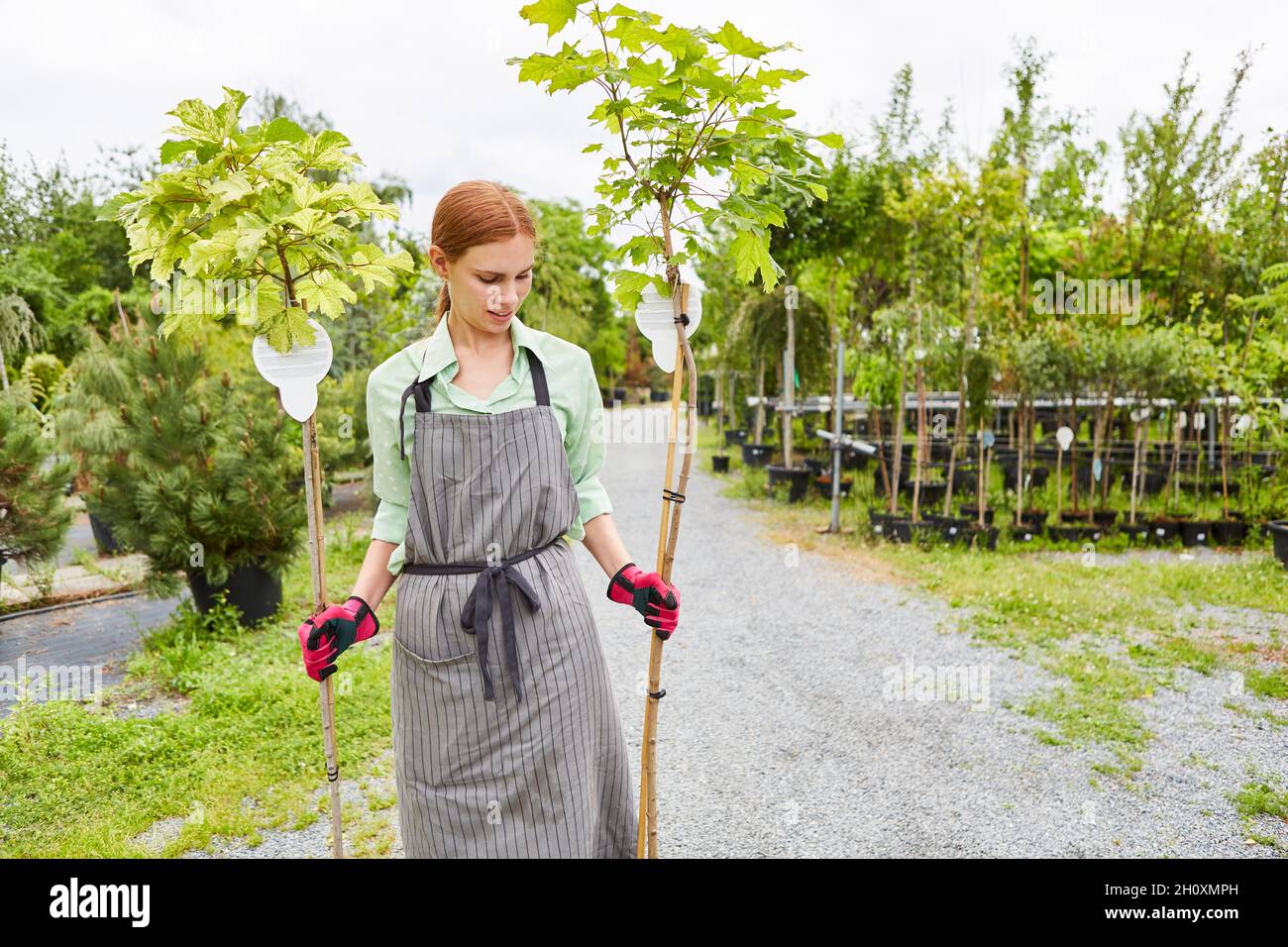 Apprendista giardiniere con acero sferico come albero climatico nella stanza dei bambini della stanza dei bambini Foto Stock