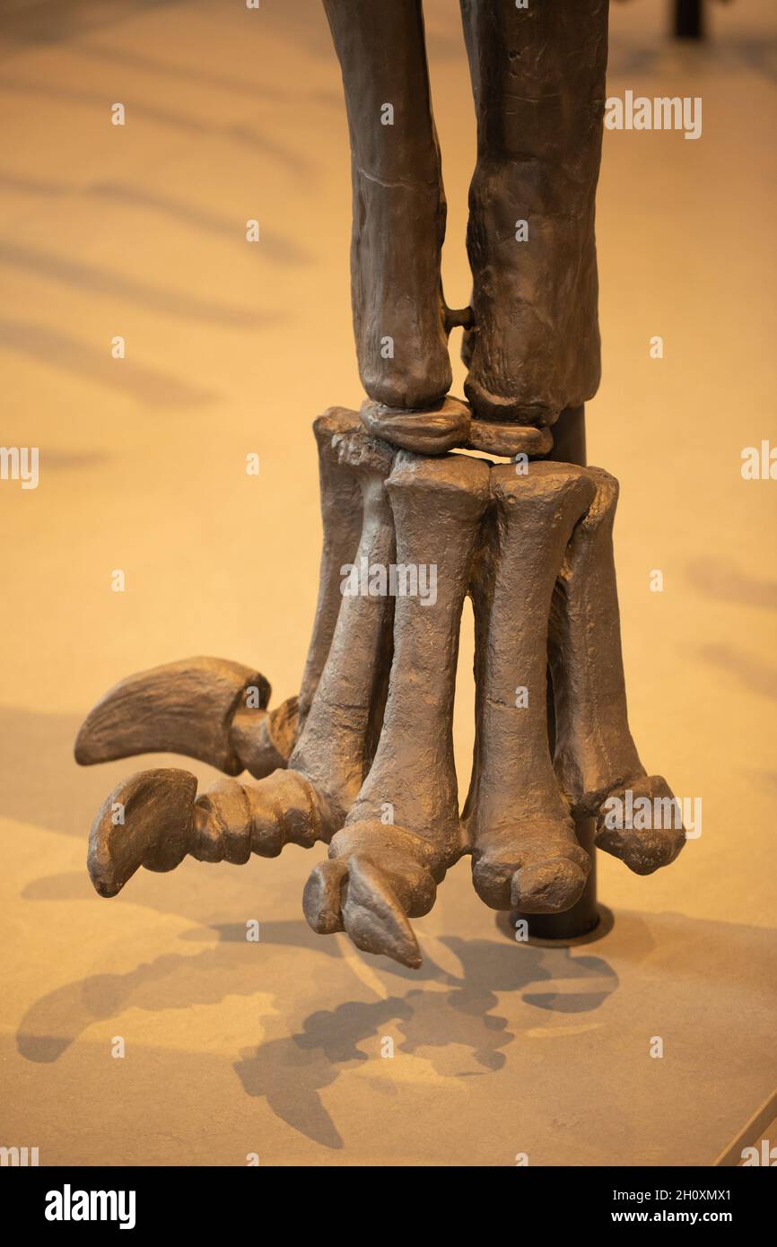 Arto pentadattilico. Piede anteriore sinistro di "Dippy". Diplodocus carnegie, sauropode, dinosauro, dita dei piedi, cifre, Resina colata, appartenente al Museo di Storia Naturale, Foto Stock